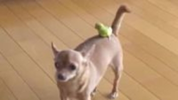 吠えられても動じない！チワワの背中に乗って優雅に移動するインコ「マロくん」の日常