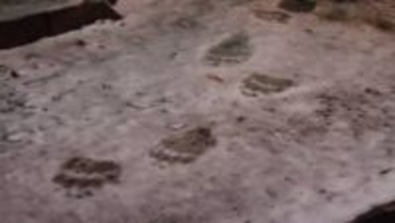 ＜速報＞雪の上にクマの足跡　札幌市中央区宮の森でクマ目撃　北海道神宮や円山動物園でも…