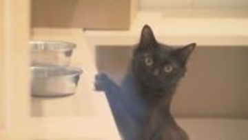 性格を"甘口～激辛"の4段階で「新しい家族に迎え入れてもらいやすいように」犬や猫の保護施設が工夫　札幌