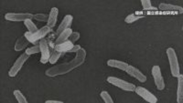 釧路市阿寒町の温泉施設、基準値超えのレジオネラ菌検出で営業休止に　営業再開に向け清掃と再検査へ