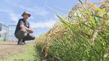 たわわに実った稲穂　豊作を期待の農家に激震【概算金4割 引き下げ】「生産コスト回収できない」