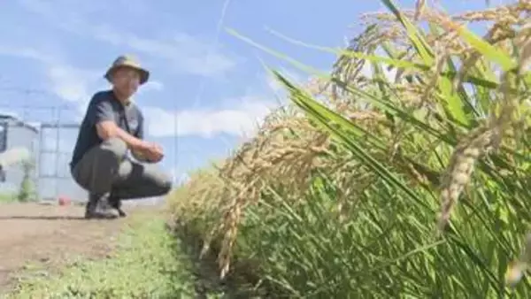 たわわに実った稲穂　豊作を期待の農家に激震【概算金4割 引き下げ】「生産コスト回収できない」
