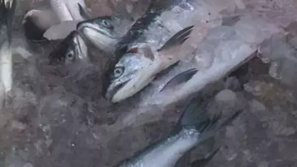 秋サケは深刻な不漁も“豊漁”に期待　200カイリ水域内のサケ漁で初水揚げ　根室・花咲港