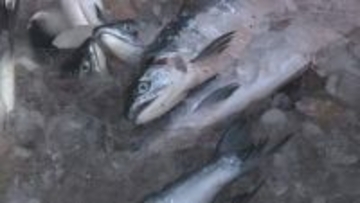 秋サケは深刻な不漁も“豊漁”に期待　200カイリ水域内のサケ漁で初水揚げ　根室・花咲港