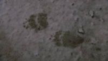 「窓を開けたらクマがのぞこうとしていたので閉めた」中央区宮の森でクマ目撃　周囲には足跡も　札幌