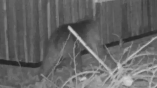 山に隣接の高級住宅街・円山エリアにクマ出没し公園閉鎖　動物園に3日連続"侵入"　エサの味を覚えて執着か