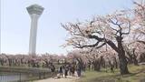 「「咲いているよ！きれい！」陽気に誘われ花見客にぎわう　ソメイヨシノが開花した函館と札幌で」の画像1