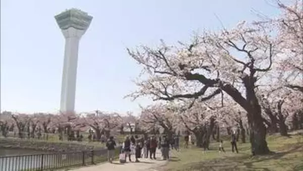 「咲いているよ！きれい！」陽気に誘われ花見客にぎわう　ソメイヨシノが開花した函館と札幌で