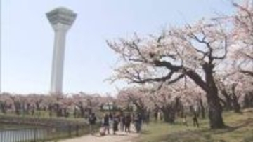 「咲いているよ！きれい！」陽気に誘われ花見客にぎわう　ソメイヨシノが開花した函館と札幌で
