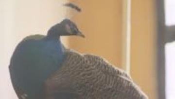 飼育員「あれ？って思ってるうちにどんどん」オスにしかない"あるもの"が生えてきた　加齢で華麗に