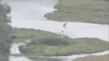 タンチョウ生息地を守れ！鶴居村議会、景観守るためメガソーラー計画中断後の民有地購入の補正予算案を可決