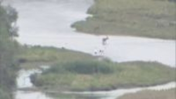 タンチョウ生息地を守れ！鶴居村議会、景観守るためメガソーラー計画中断後の民有地購入の補正予算案を可決