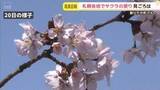 「屈指のサクラスポットで「満開」発表　新ひだか町の二十間道路桜並木　平年より10日早く」の画像1