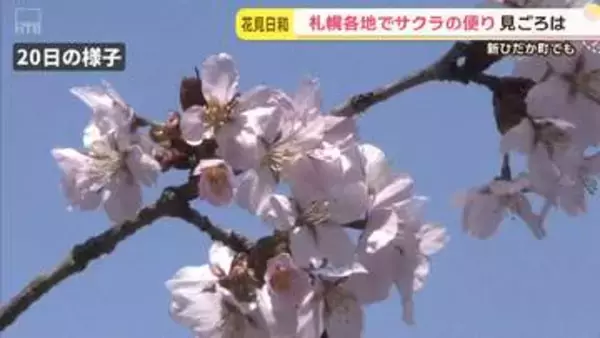 屈指のサクラスポットで「満開」発表　新ひだか町の二十間道路桜並木　平年より10日早く