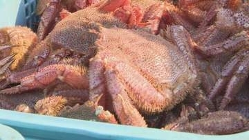 「最高のカニ」漁師も太鼓判　オホーツクの流氷明け毛ガニ漁ピーク　興部町・沙留漁港