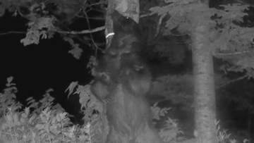 立ち上がった姿は"2m"超　巨大グマが北海道オホーツクに出没…興部町や紋別市で目撃・足跡が相次ぐ
