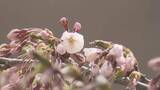 「「ウキウキします」北海道のサクラ前線　　函館・五稜郭公園でソメイヨシノ開花発表　札幌は足踏み」の画像1