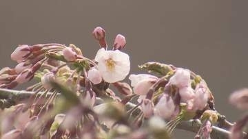 「ウキウキします」北海道のサクラ前線　　函館・五稜郭公園でソメイヨシノ開花発表　札幌は足踏み