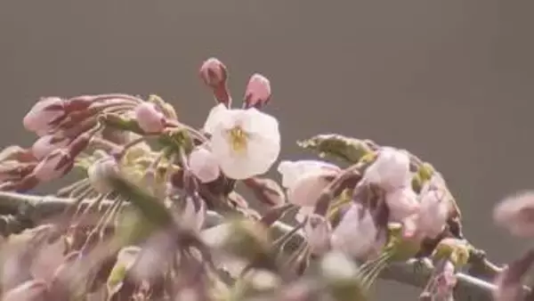 「ウキウキします」北海道のサクラ前線　　函館・五稜郭公園でソメイヨシノ開花発表　札幌は足踏み