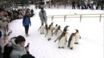 旭川市が鳥インフル検出で監視強化　区域内の旭山動物園ではペンギンの散歩終了や一部展示中止などで対応