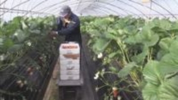 冬イチゴの出荷がピーク　生食・クリスマスのケーキ用に人気　店頭に並ぶころぶさらに甘みが　北海道様似町