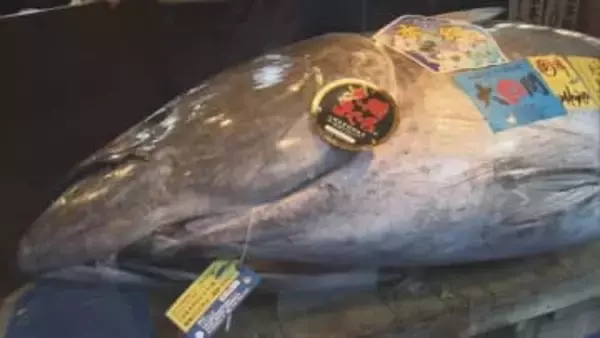 豊洲初競り史上最高値5億円超の大間産本マグロ　新千歳空港にも到着　札幌のすしざんまいで1貫395円で提供