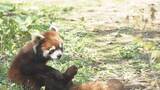 「レッサーパンダに快適な環境を　札幌・円山動物園が獣舎改修のクラウドファンディング開始」の画像1