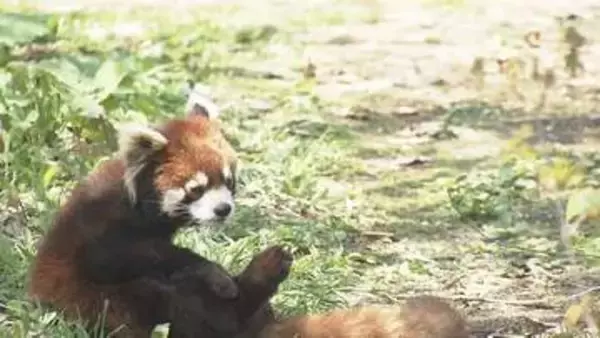 レッサーパンダに快適な環境を　札幌・円山動物園が獣舎改修のクラウドファンディング開始