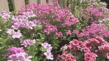 「ゼラニウムいっぱい種類あって綺麗。なごむもんね。」 札幌・百合が原公園でゼラニウム展が最終日