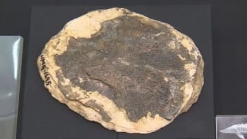 平取町で発見された化石、東アジア最古の白亜紀チョウザメ化石と判明！国際学術雑誌に掲載