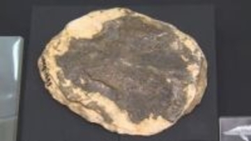 平取町で発見された化石、東アジア最古の白亜紀チョウザメ化石と判明！国際学術雑誌に掲載