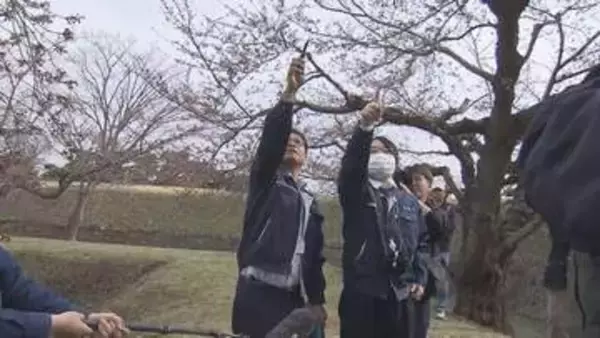 函館・五稜郭公園で観測開始5日目　咲きそうなサクラが数輪・・「開花基準に至らず」　まもなく札幌も