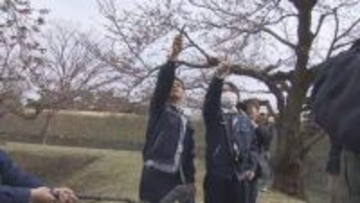 函館・五稜郭公園で観測開始5日目　咲きそうなサクラが数輪・・「開花基準に至らず」　まもなく札幌も