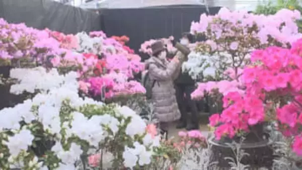 一足早く春の訪れ　札幌・百合が原緑のセンターで「アザレア展」　花もちの良さや育てやすさが人気