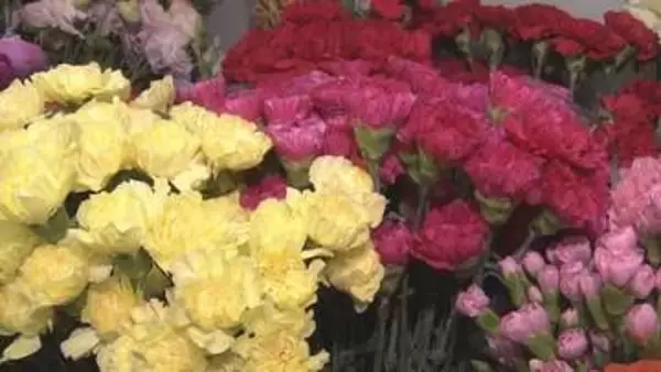 【物価高】母の日のカーネーションにも原油高騰の波　仕入れ額が2割増も 「心苦しい」と値上げ断念