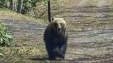 「【恐怖の瞬間】林道の奧にクマが走り去った数秒後、車に迫る大きなクマ！　子グマの姿も…目撃相次ぐ」の画像1