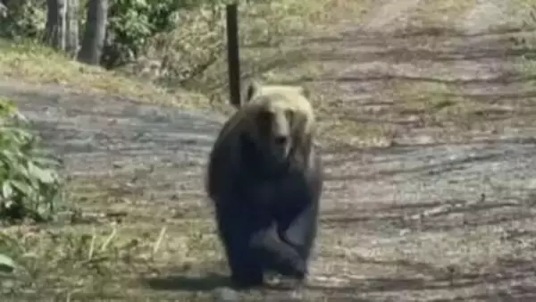 【恐怖の瞬間】林道の奧にクマが走り去った数秒後、車に迫る大きなクマ！　子グマの姿も…目撃相次ぐ