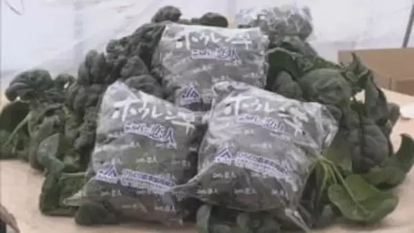 厳しい寒さで葉に糖分を蓄えて甘く「寒締めホウレンソウ」収穫ピーク迎える　北海道平取町