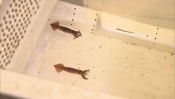 「夢も希望もねぇ」漁師落胆　函館の市場にイカの姿なし…スルメイカ漁解禁も水揚げ「ほぼゼロ」初競り中止