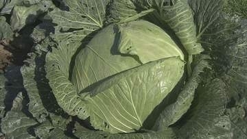「感慨深いです。」　大きさはふつうのキャベツのおよそ10倍…札幌の伝統野菜「札幌大球」収穫が行われる