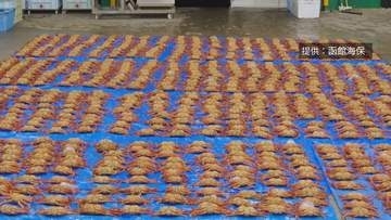 道南・森町沖で毛ガニ約800匹を密漁か　漁師の親子3人を逮捕・送検「間違いありません」容疑認める