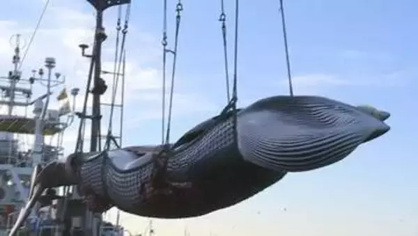 「北海道根室沖　今シーズンの商業捕鯨始まる　ミンククジラ1頭が初水揚げ　全道のスーパーで販売へ」の画像