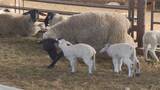 「一生懸命ミルク飲む姿に癒される 士別市・牧場で羊のベビーラッシュ」の画像1
