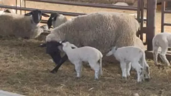 一生懸命ミルク飲む姿に癒される 士別市・牧場で羊のベビーラッシュ