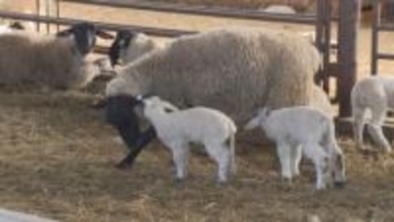 一生懸命ミルク飲む姿に癒される 士別市・牧場で羊のベビーラッシュ