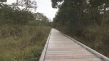 北海道鶴居村・温根内木道で改修工事の作業員がクマに追われる　けがなし　木道は閉鎖　16日には足跡も