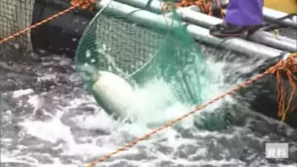 いけすの養殖トラウトサーモン5000匹が全滅　イワシの大群で酸素濃度の低下が原因か　北海道上ノ国町