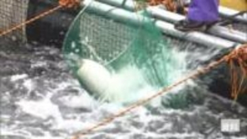 いけすの養殖トラウトサーモン5000匹が全滅　イワシの大群で酸素濃度の低下が原因か　北海道上ノ国町