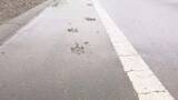 「湧別町でクマ目撃、痕跡が相次いで見つかる　市街地を徘徊か　近くの高校は部活動中止し下校へ」の画像1