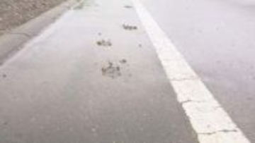 湧別町でクマ目撃、痕跡が相次いで見つかる　市街地を徘徊か　近くの高校は部活動中止し下校へ